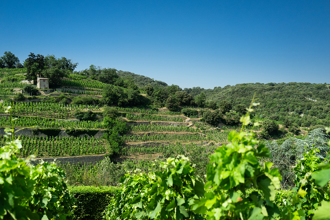 Vallée du Rhône, Cornas