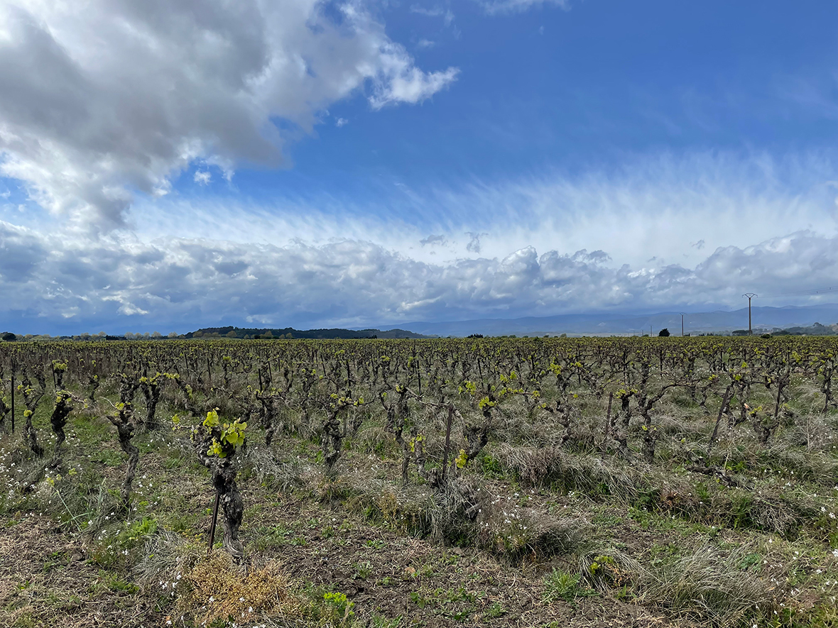 Photo de vignes avec ciel nuageux