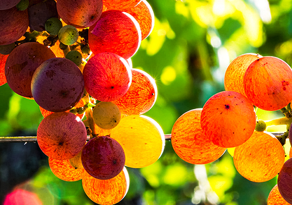 Grains de raisin traversés par le soleil