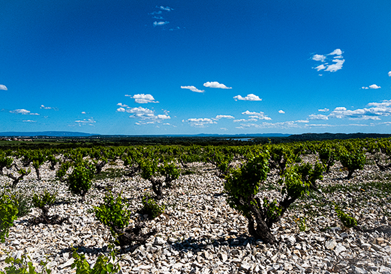 Investissez dans les vignes avec le GFV