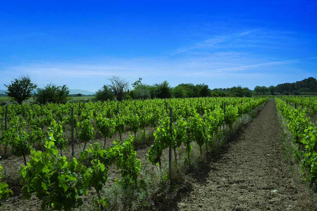 Propriété & domaine à vendre - La Redorte